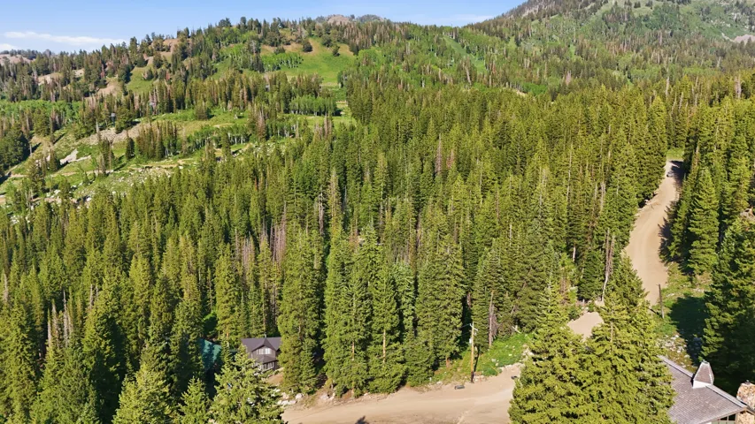 Expansive forested landscape featuring a winding unpaved road, dense evergreen trees, and mountainous terrain