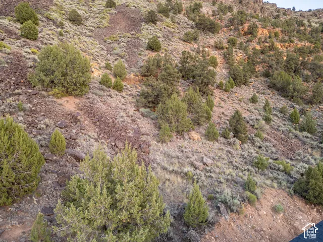 Rocky hillside terrain featuring varied native vegetation, including numerous juniper trees and low-lying shrubs