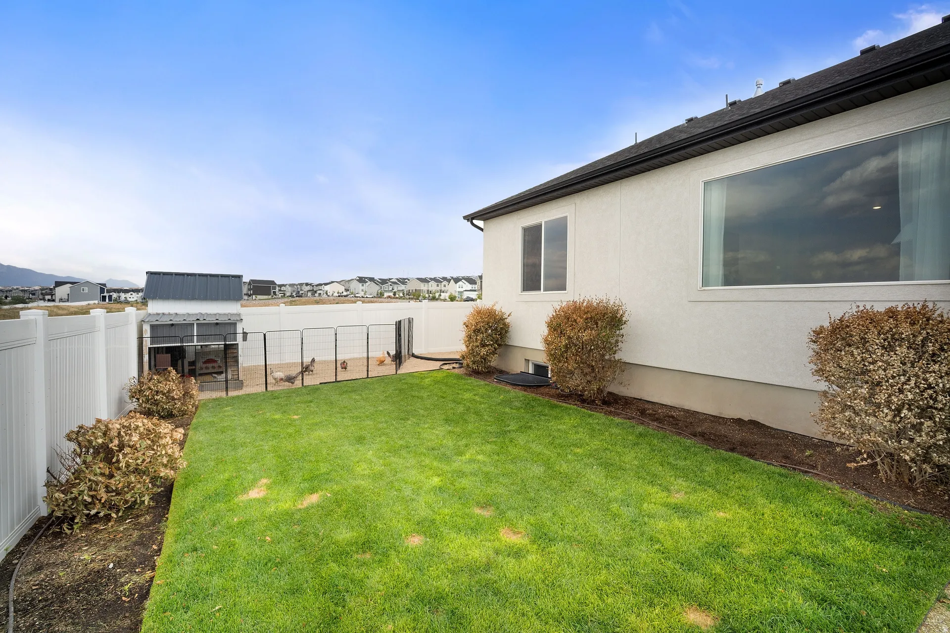 Expansive green lawn with a white vinyl privacy fence, a built-in animal enclosure with a metal roof, and a large picture window on the stucco exterior