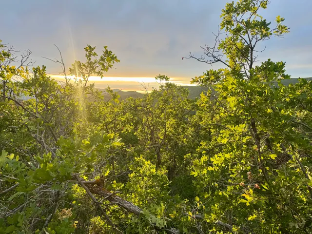 Wooded landscape with a distant horizon