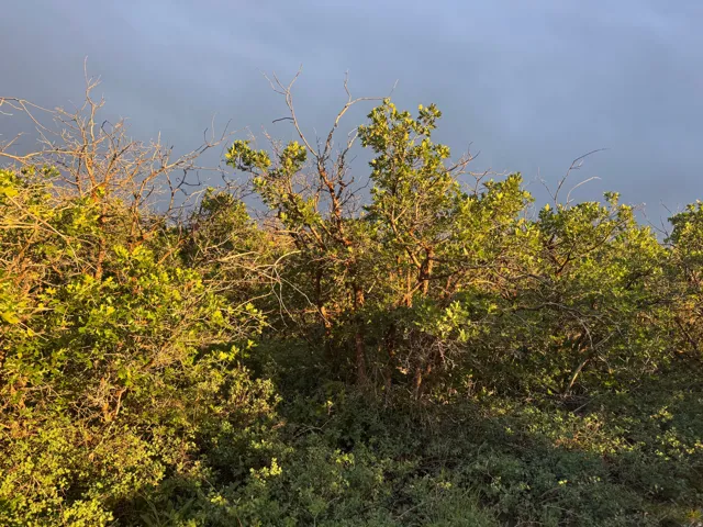 Natural landscape featuring varied foliage and mature trees under a vast sky
