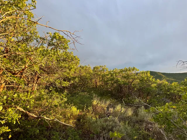 Natural landscape featuring diverse flora and rolling hills under an expansive sky