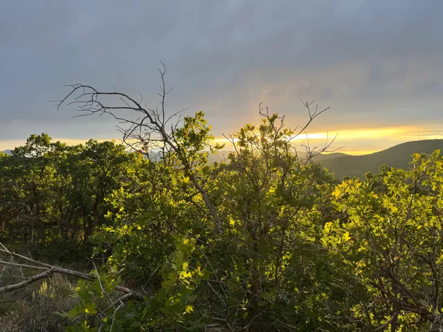 Rolling hills with abundant deciduous trees