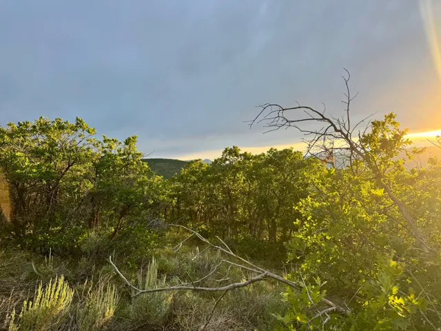 Expansive undeveloped land featuring diverse natural foliage and distant mountain silhouettes