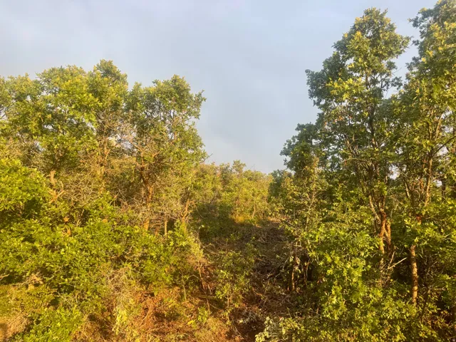 Expansive lot with mature trees and dense natural foliage