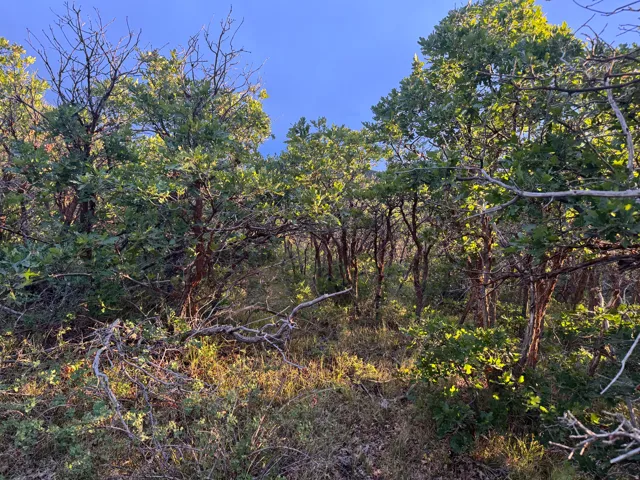Natural landscape featuring mature trees and varied foliage under a clear sky