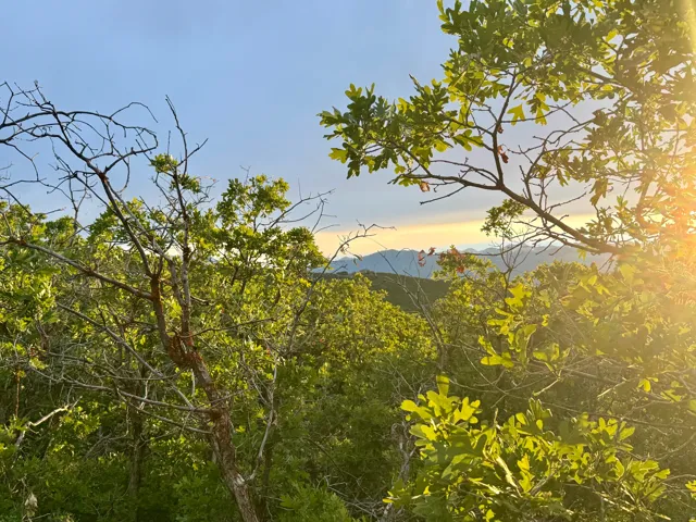 Extensive natural tree canopy with distant mountain range backdrop