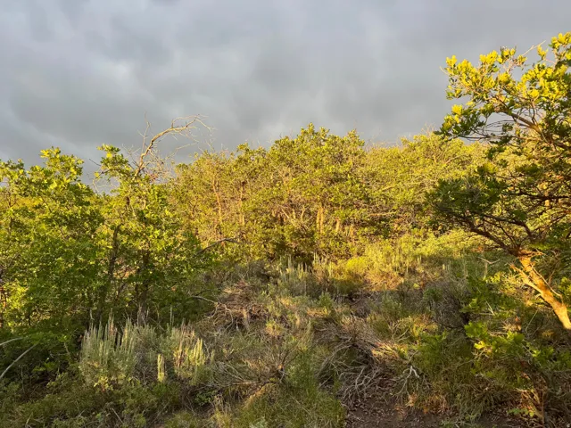Natural terrain with diverse foliage including mature trees and native shrubs
