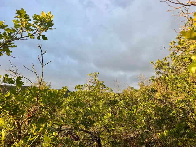 Mature foliage framing a bright sky