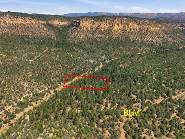 Expansive forested parcel with mature trees