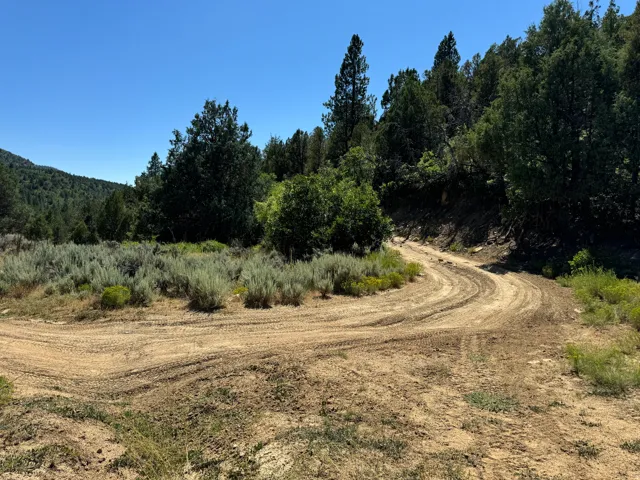 Dirt road traversing a natural landscape with mature trees and native scrubland