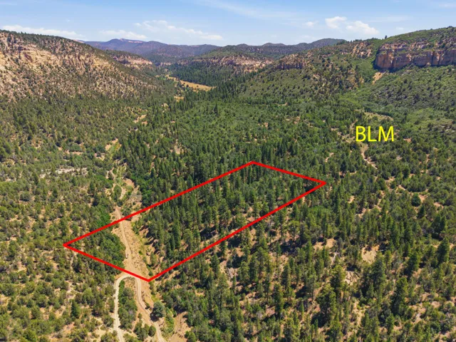 Expansive wooded acreage featuring diverse tree coverage and rugged mountain terrain