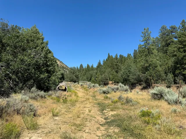 Expansive undeveloped land featuring a cleared path, abundant natural greenery, mature trees, and a clear blue sky