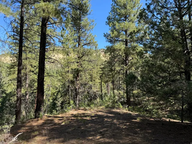 Wooded property featuring mature pine trees and natural ground cover