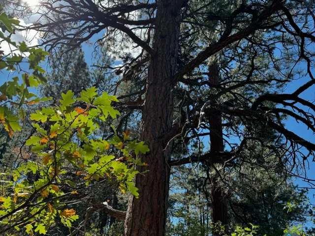 Mature trees featuring a prominent pine trunk and green oak foliage against a clear sky