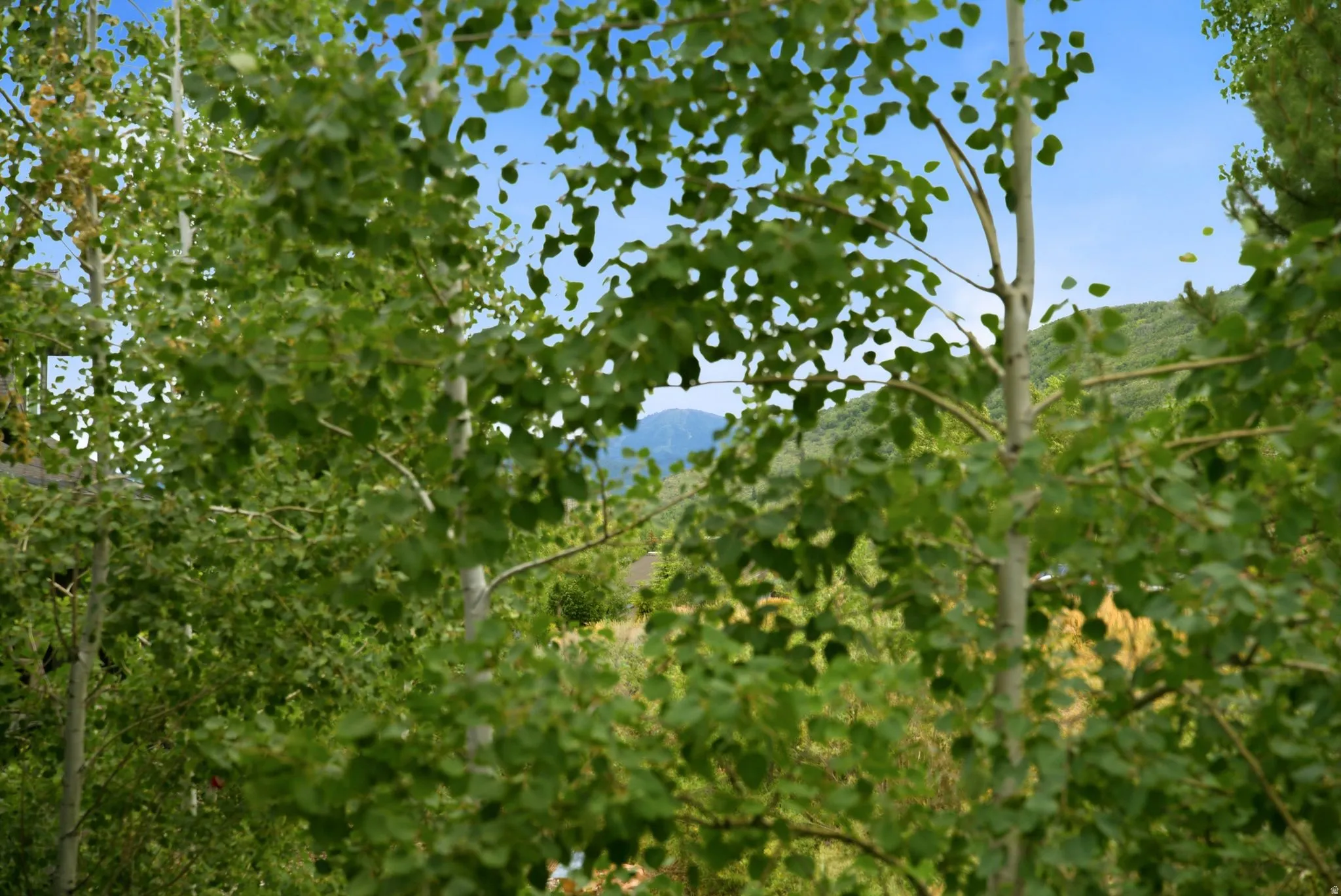 Lush green foliage with a mountainous backdrop
