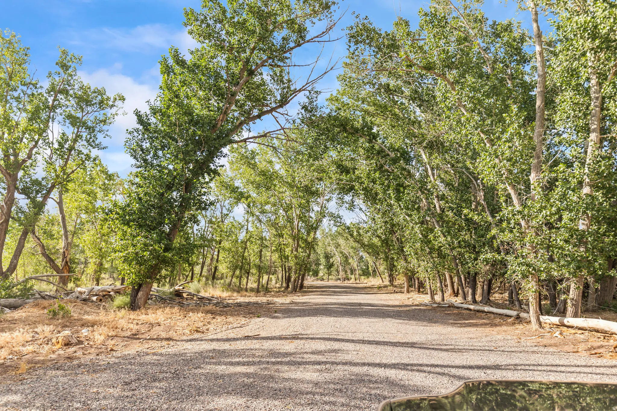 Gravel road surrounded by mature deciduous trees with green foliage