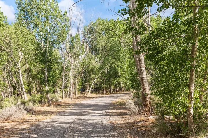 Gravel path bordered by dense, mature trees and natural vegetation
