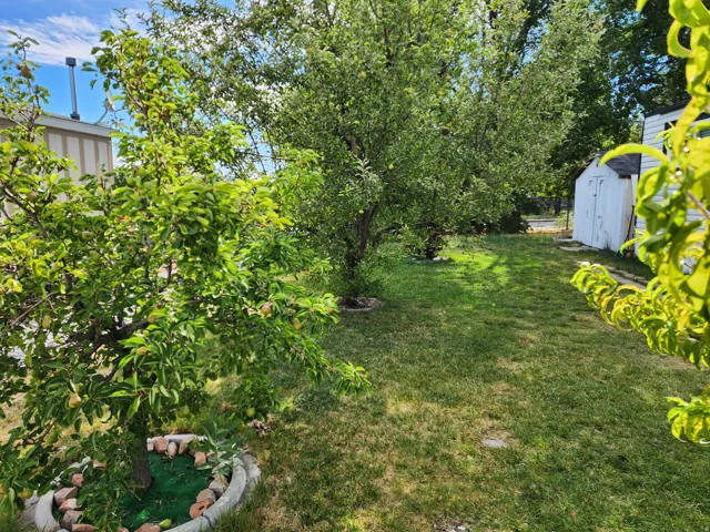 Expansive yard featuring mature fruit trees, a manicured lawn, and a white storage shed