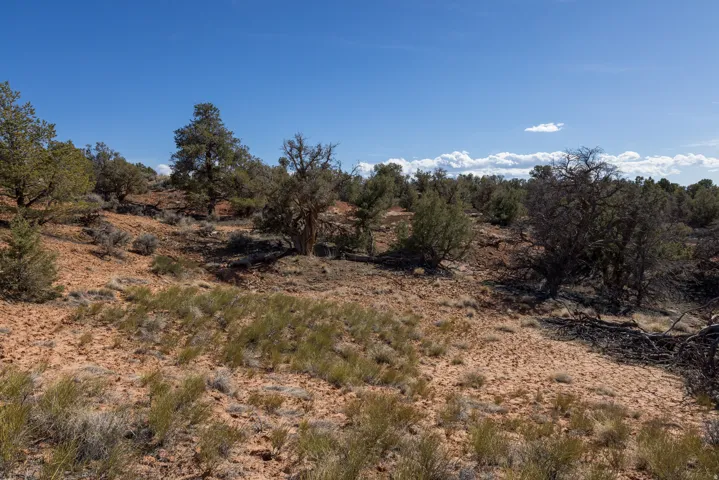 View of undeveloped land