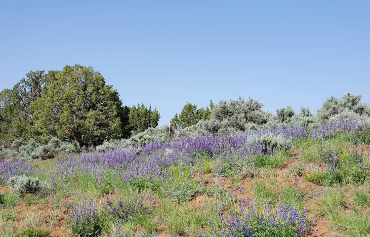 1251 S Eastland Rd, Monticello, Utah 84535