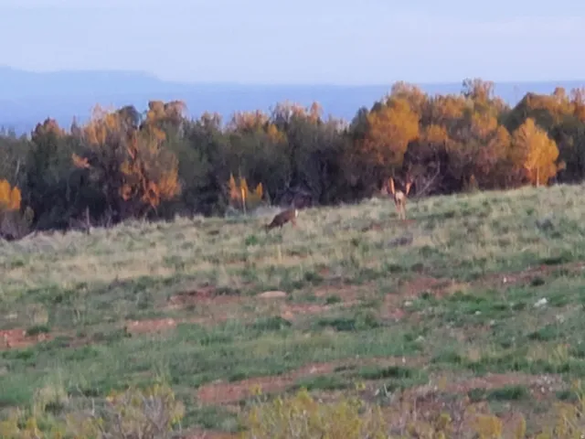 1251 S Eastland Rd, Monticello, Utah 84535