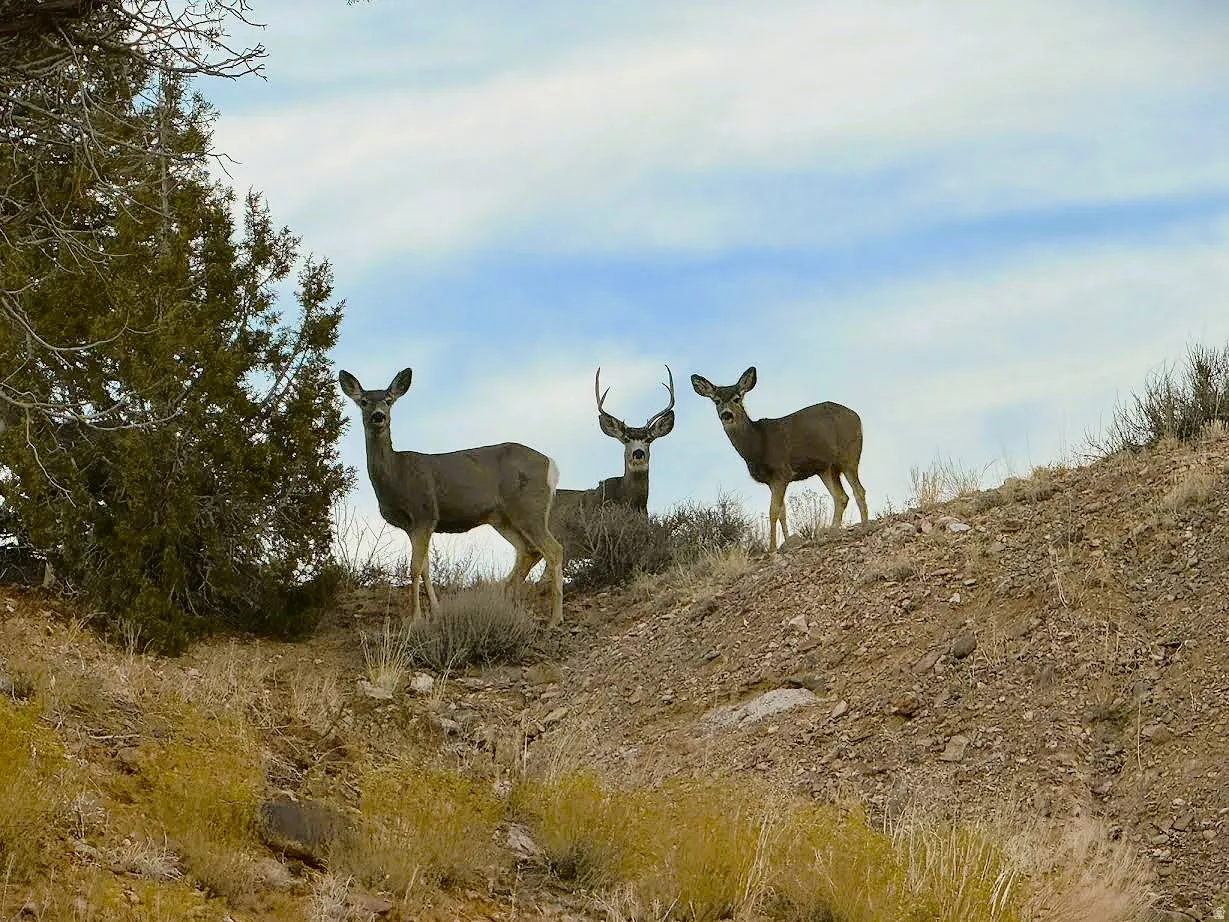 Wildlife