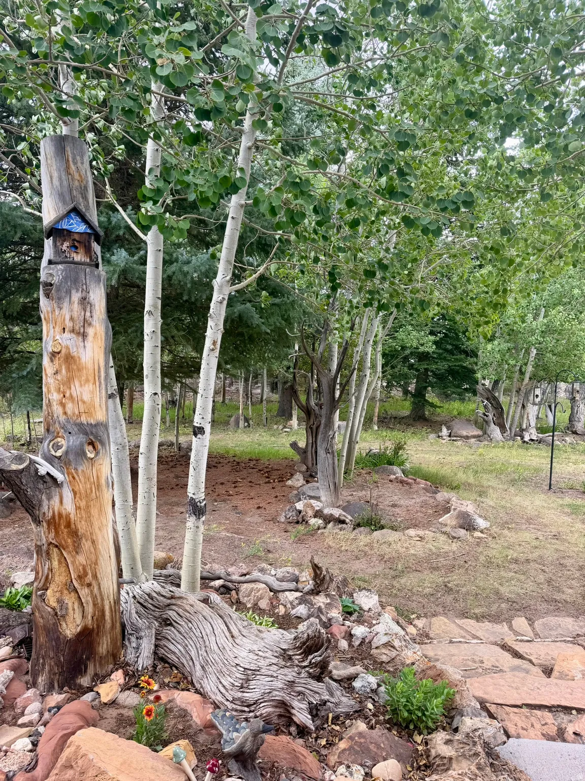 Landscaped outdoor area featuring mature aspen trees and natural rock accents