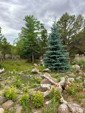 Natural landscape featuring mature evergreen trees, a variety of low-lying vegetation, a substantial tree trunk, and scattered natural rock formations