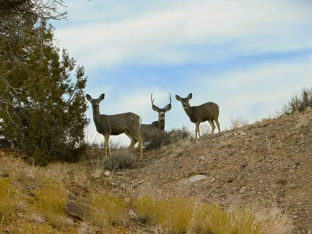 Wildlife