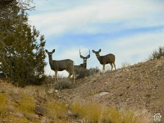 Wildlife