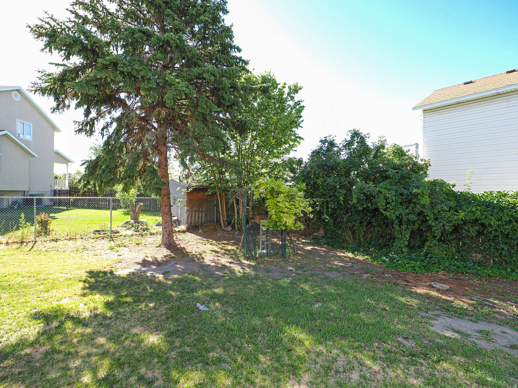 Spacious outdoor area featuring a mature evergreen tree providing natural shade