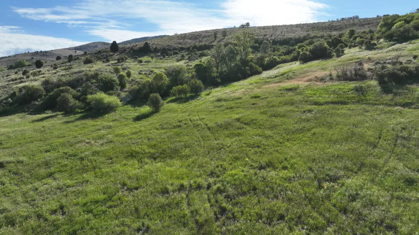 Expansive natural landscape featuring rolling grassy terrain, mature trees, and varied shrubbery