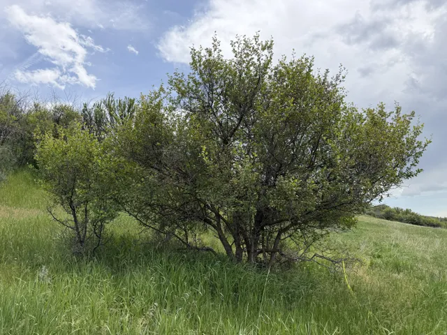 Expansive natural landscape featuring lush green grass and established trees