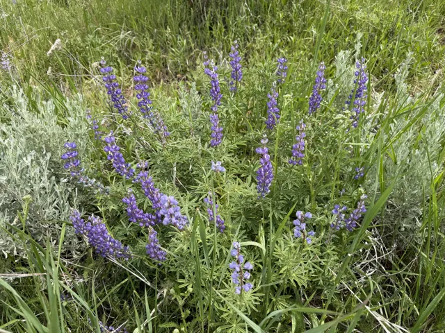 Natural landscaping featuring purple flowering plants and varied green foliage