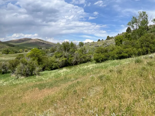 Expansive sloped terrain featuring natural grasses and mature foliage
