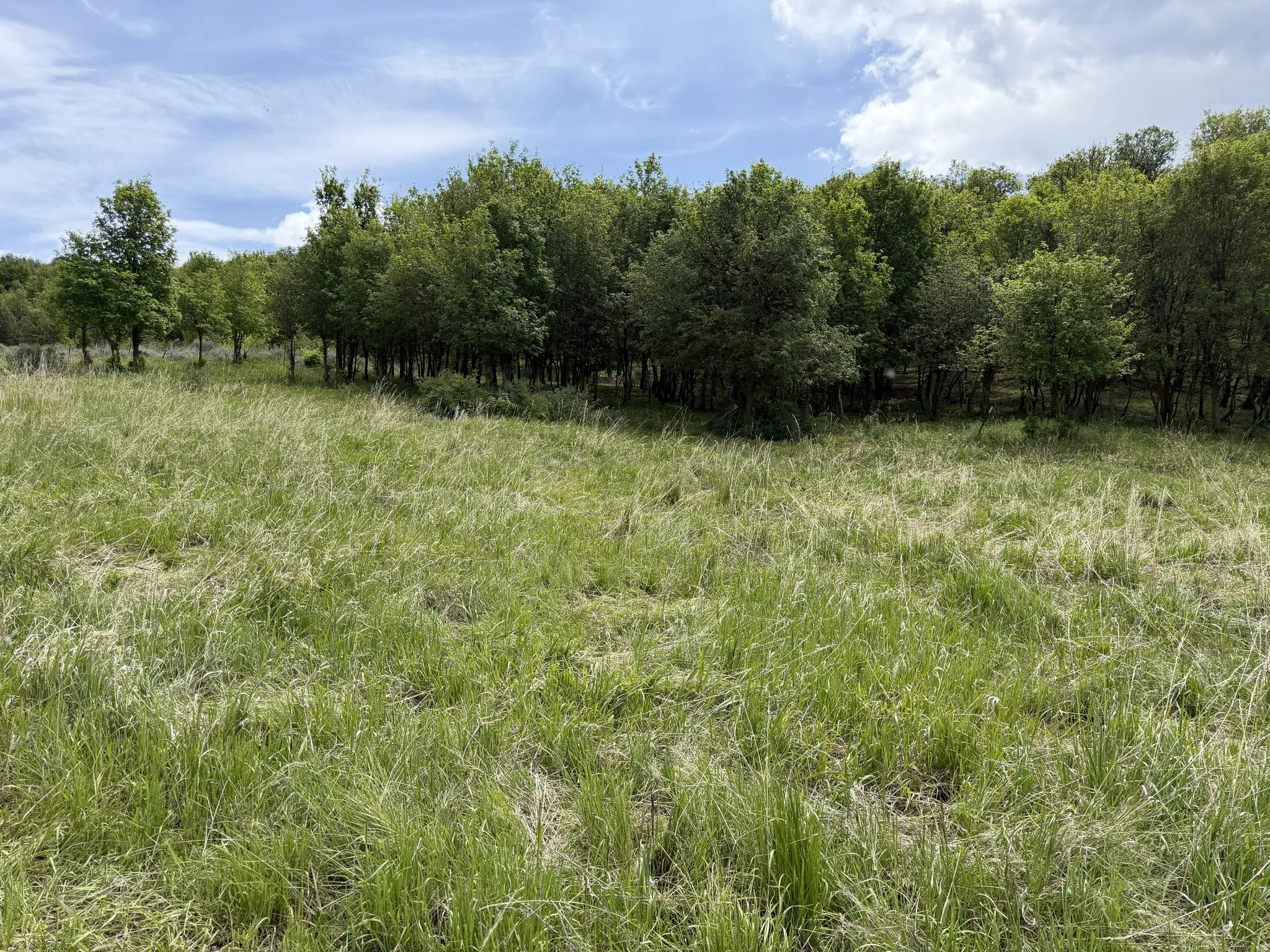 Expansive green field bordered by a dense line of mature trees under a partially cloudy sky