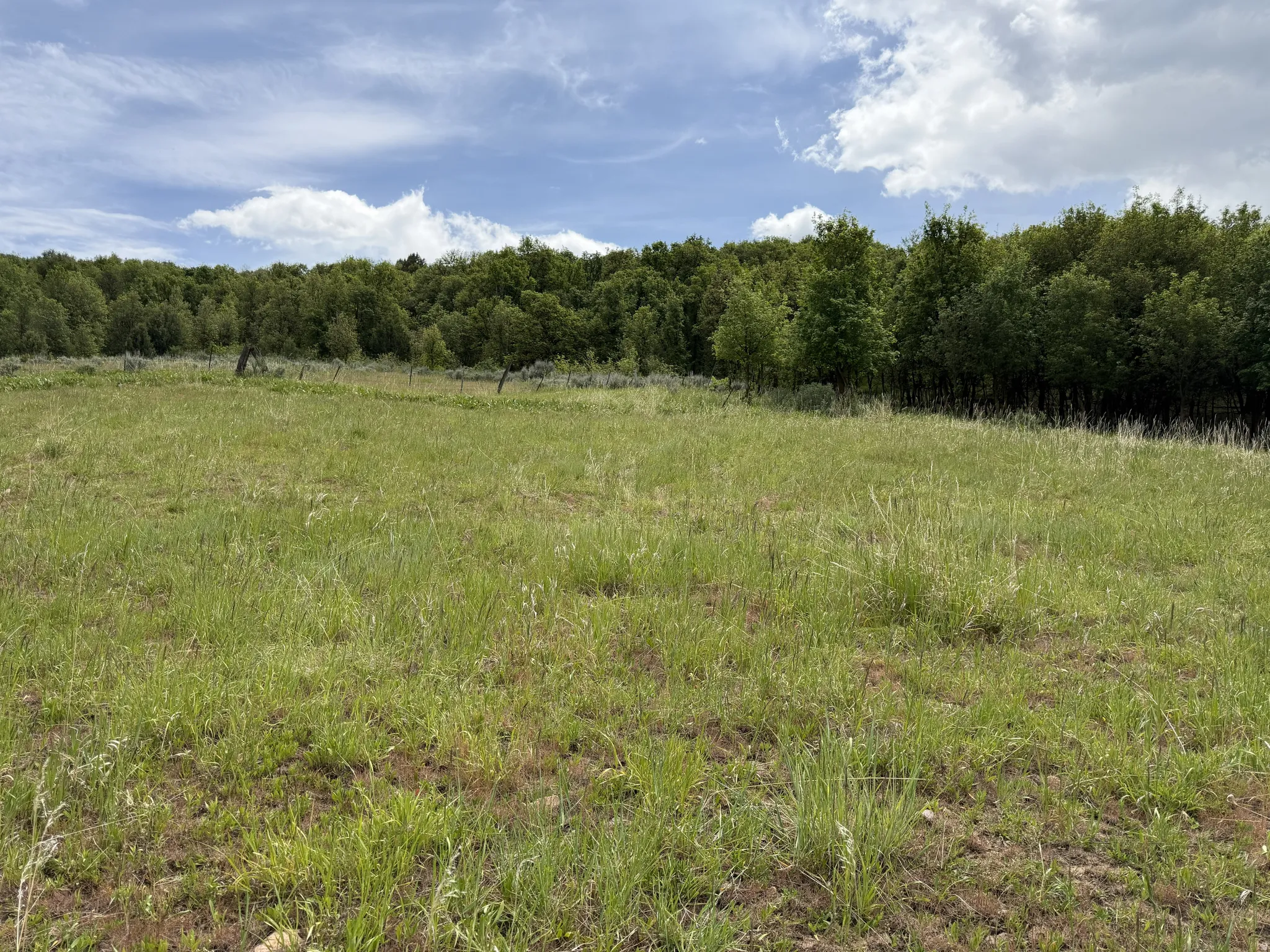 Expansive grassy field with a backdrop of mature deciduous trees and partial fencing