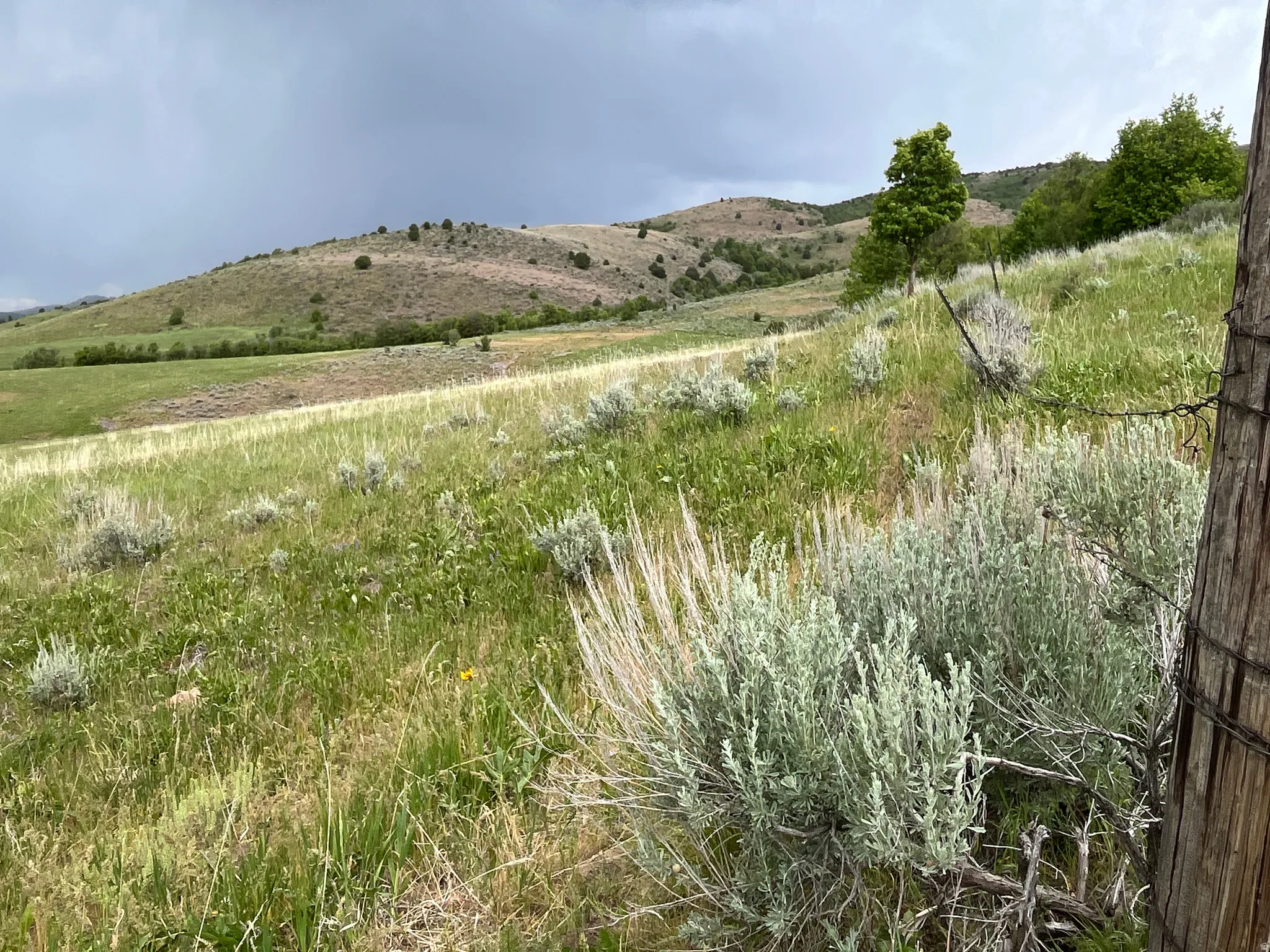 Rolling hills with varied green and light-toned vegetation