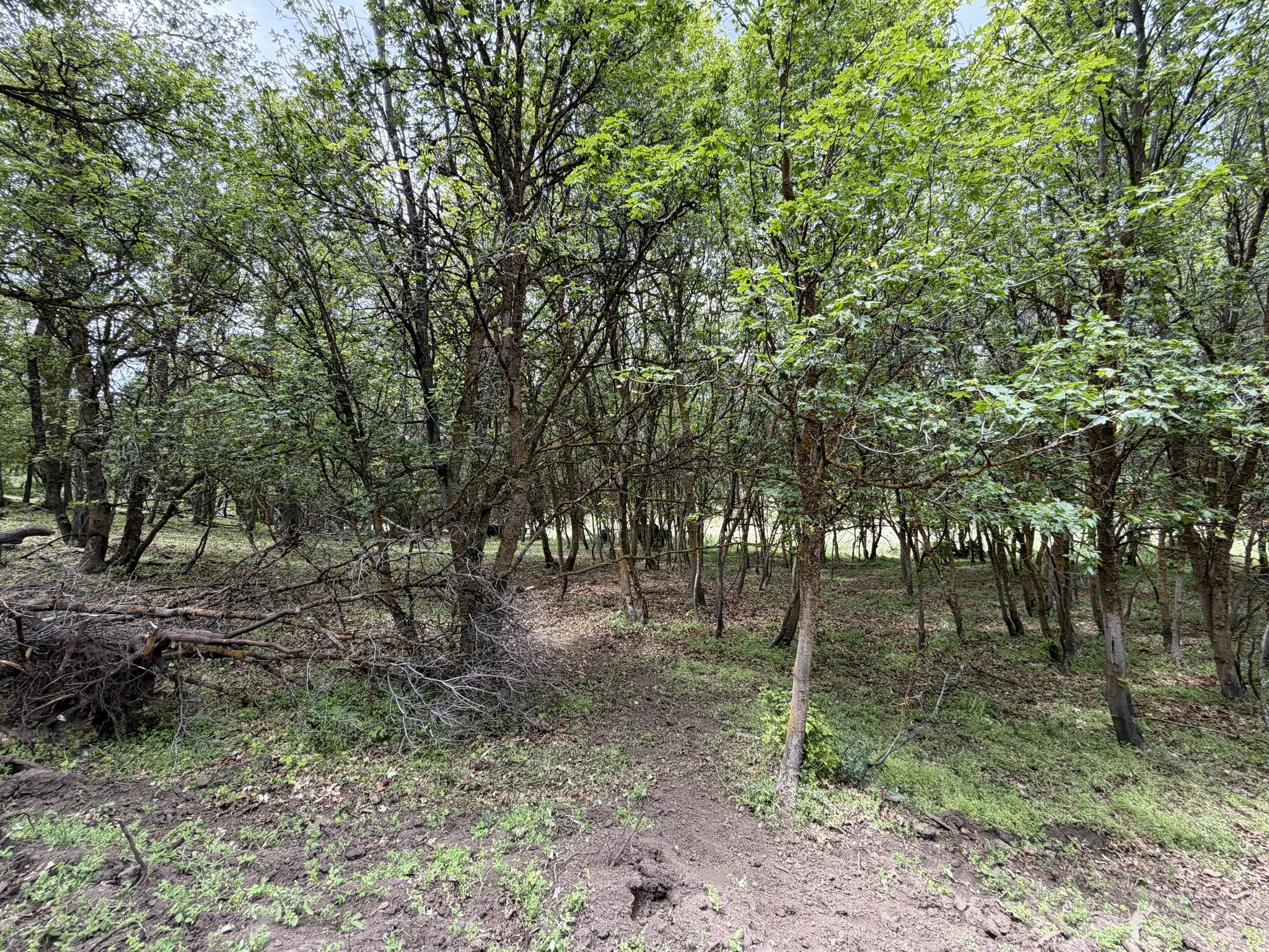 Wooded grounds featuring mature trees with green foliage and natural ground cover