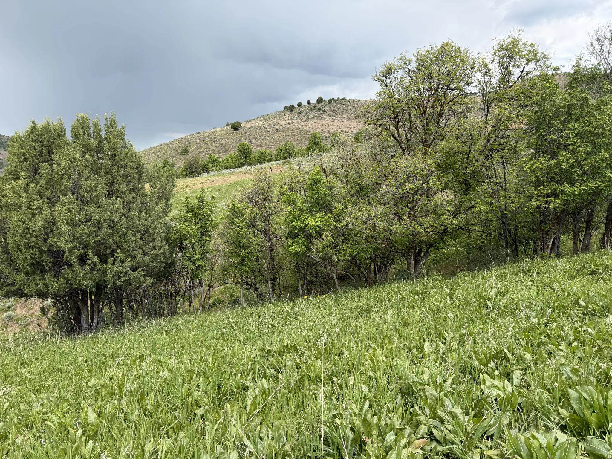 Rolling green hillside with dense foliage and scattered trees
