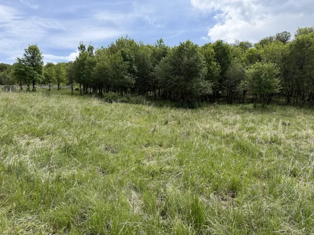 Expansive green field bordered by a dense line of mature trees under a partially cloudy sky