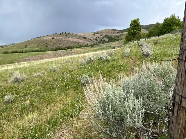 Rolling hills with varied green and light-toned vegetation