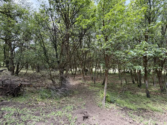 Wooded grounds featuring mature trees with green foliage and natural ground cover