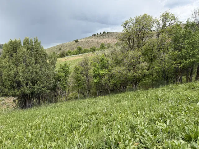 Rolling green hillside with dense foliage and scattered trees