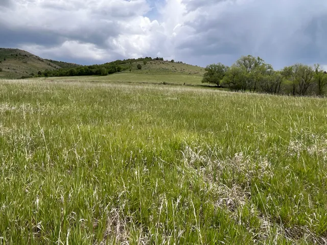 Expansive open field with natural grass and rolling hills