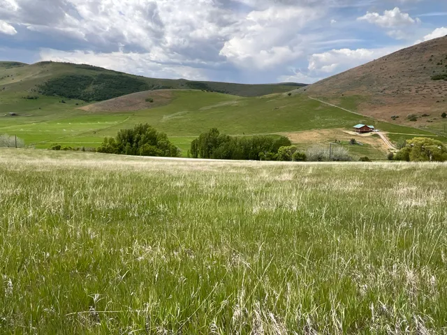Expansive green field with natural landscaping