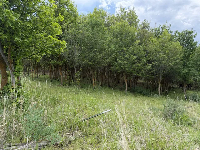 Expansive natural landscape featuring lush green foliage and mature trees