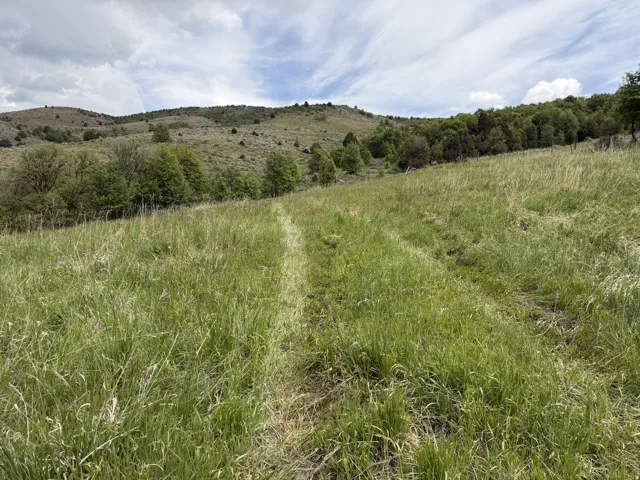 Expansive hillside property featuring natural grass and mature trees