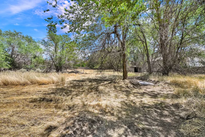 Natural landscape featuring mature trees and open ground